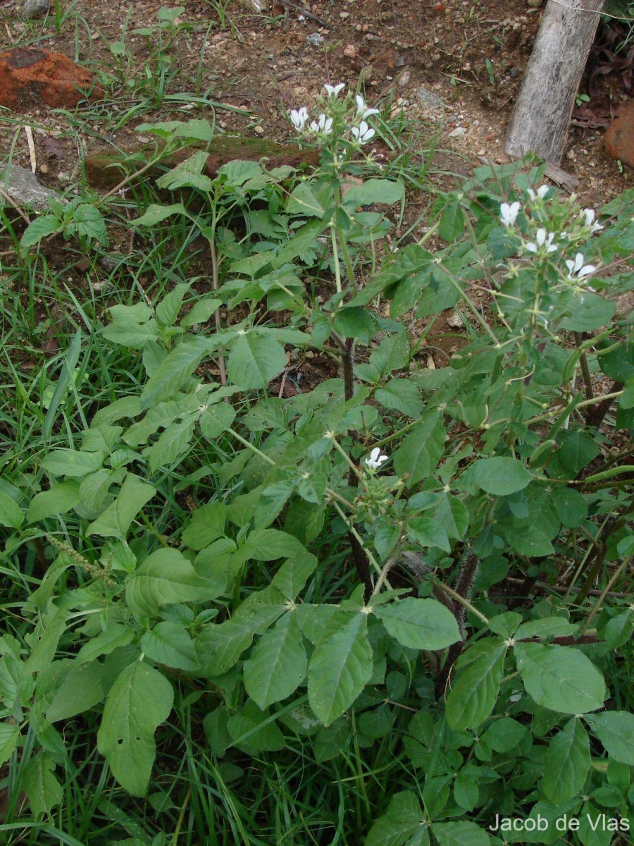 Cleome gynandra L.